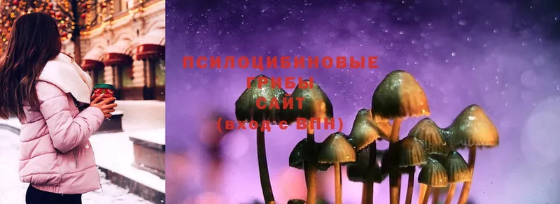 наркошоп  Бирюч  Галлюциногенные грибы Psilocybine cubensis 